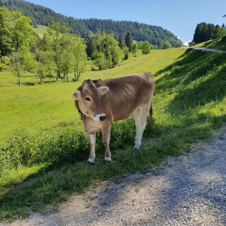 Ferienwohnung Allgaeuglueck Im Ferienpark Oberallgaeu Mit Hallenbad, Sauna, Wlan ミッセン・ヴィルハムス エクステリア 写真